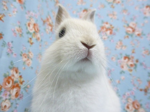 ネザーランドドワーフ