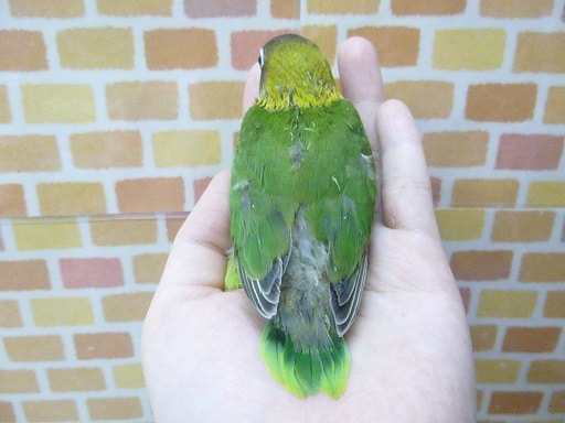 キエリボタンインコ