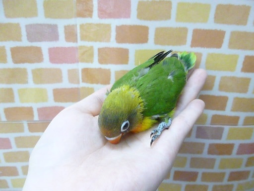 キエリボタンインコ