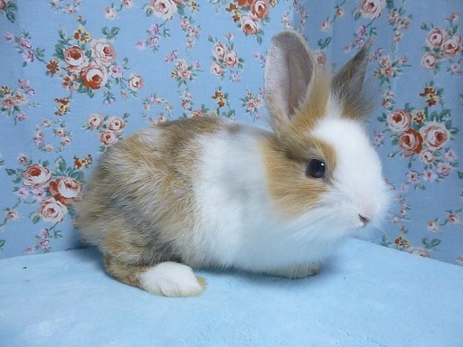 ライオンラビット