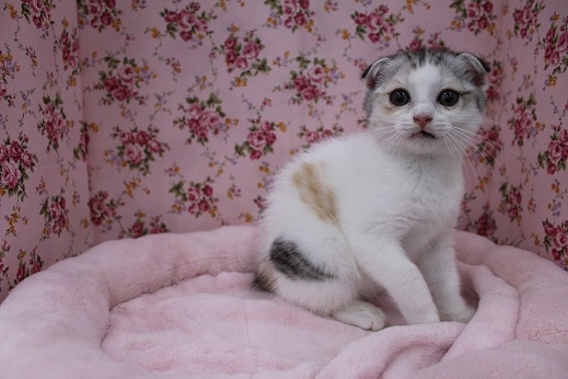 スコティッシュフォールド