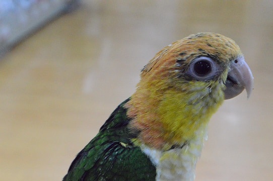シロハラインコ