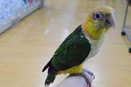 シロハラインコ