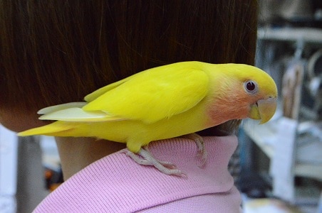 コザクラインコ（小桜インコ）