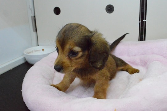 ミニチュアダックス