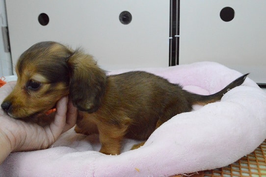 ミニチュアダックス