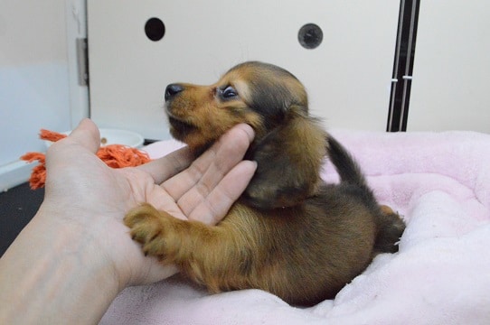 ミニチュアダックス