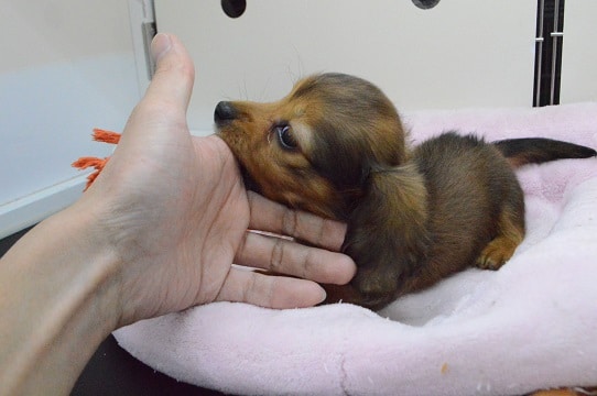 ミニチュアダックス