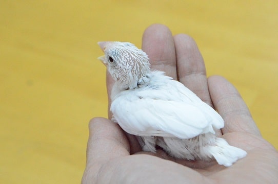 白文鳥 ヒナ 人気!! 白文鳥