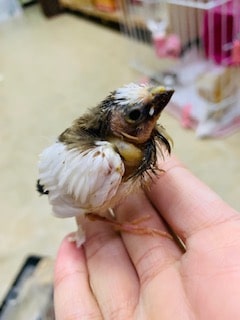 十姉妹（ジュウシマツ）