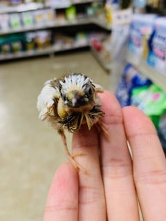 十姉妹（ジュウシマツ）