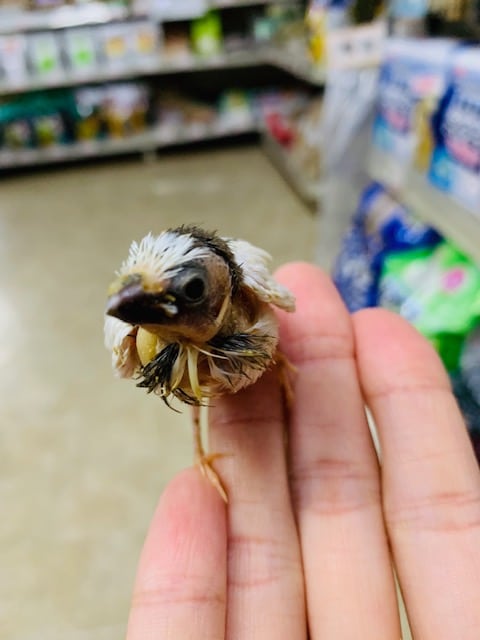 十姉妹（ジュウシマツ）