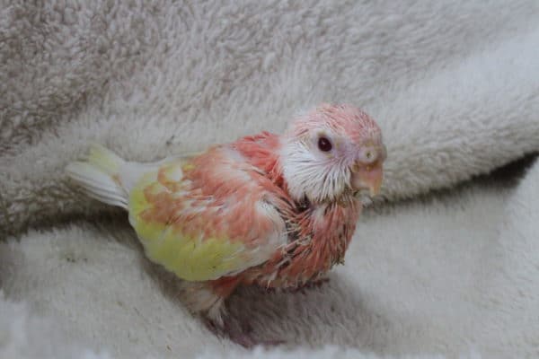アキクサインコ（秋草インコ）