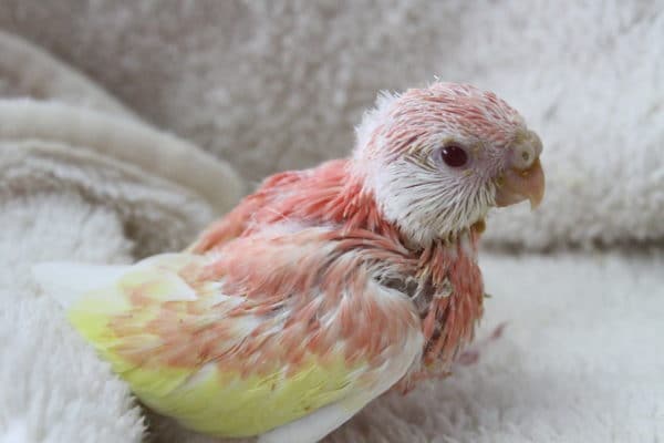 アキクサインコ（秋草インコ）