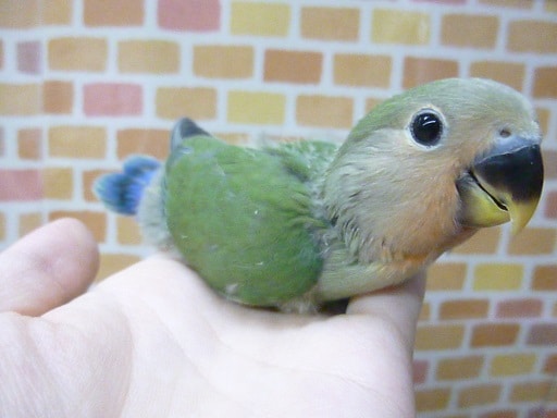 コザクラインコ（小桜インコ）