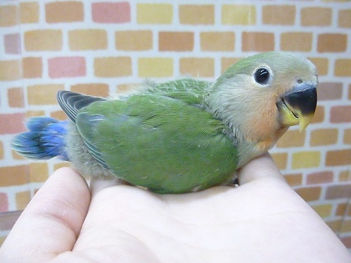 コザクラインコ（小桜インコ）