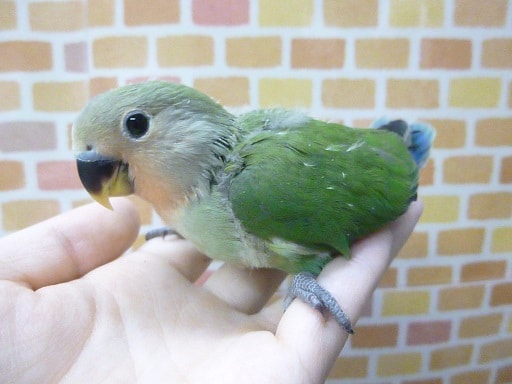 コザクラインコ（小桜インコ）