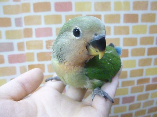 コザクラインコ（小桜インコ）