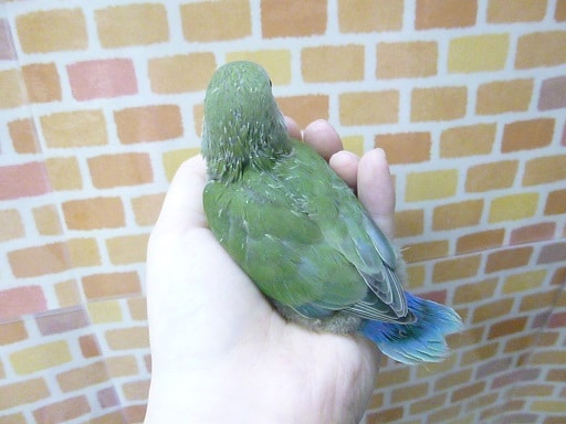 コザクラインコ（小桜インコ）