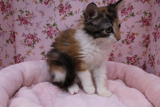 ノルウェージャンフォレストキャット