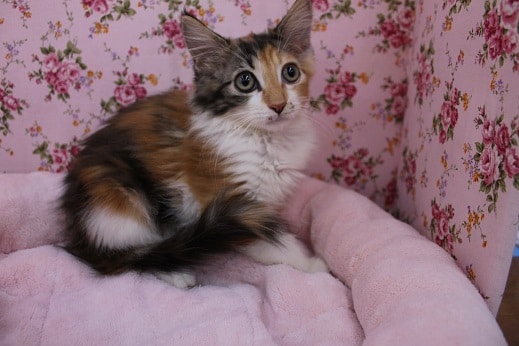 ノルウェージャンフォレストキャット