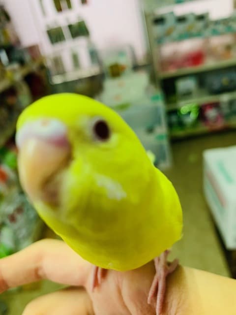 セキセイインコ