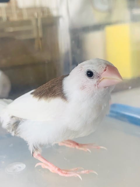 十姉妹（ジュウシマツ）