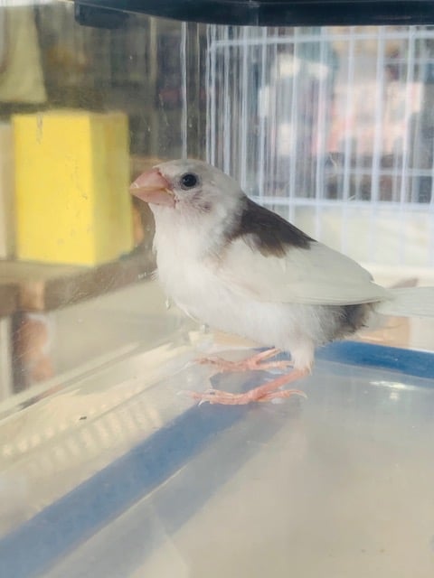 十姉妹（ジュウシマツ）