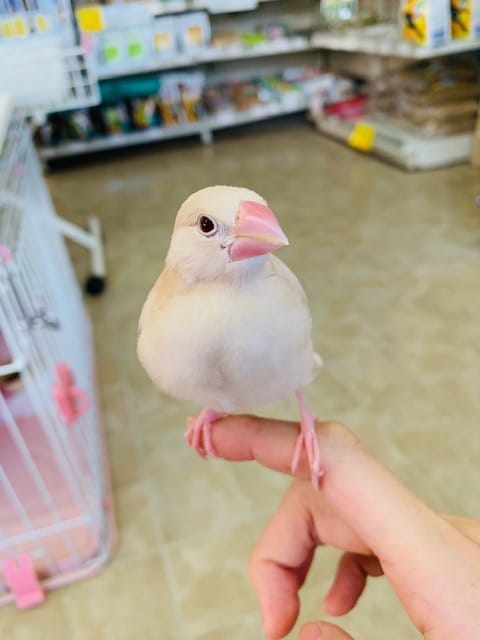 シナモン文鳥