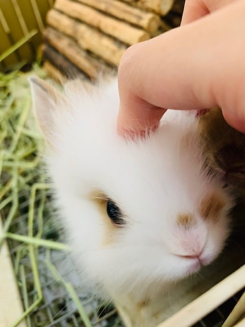 ライオンラビット