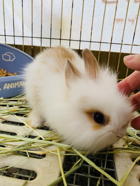 ライオンラビット