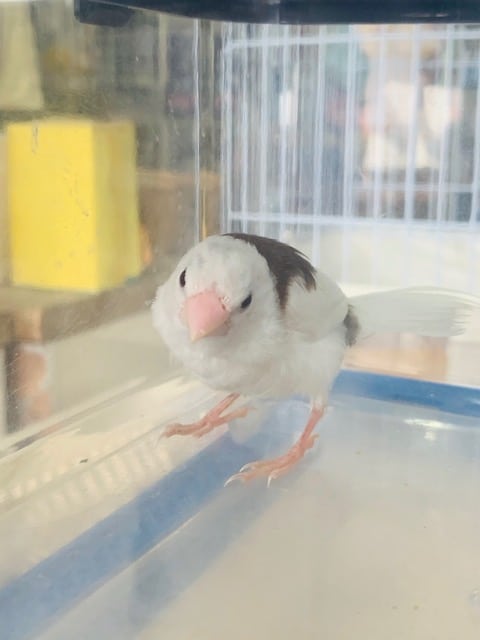 十姉妹（ジュウシマツ）