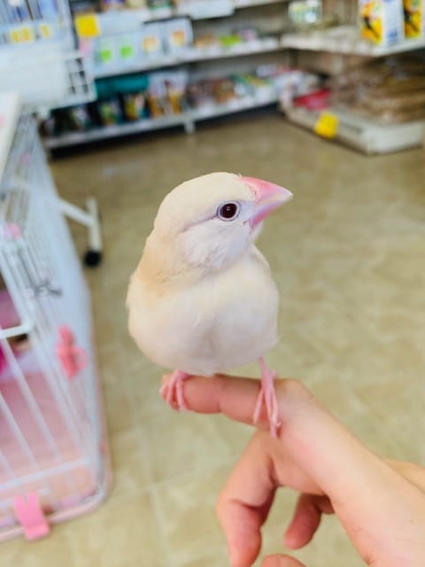 シナモン文鳥