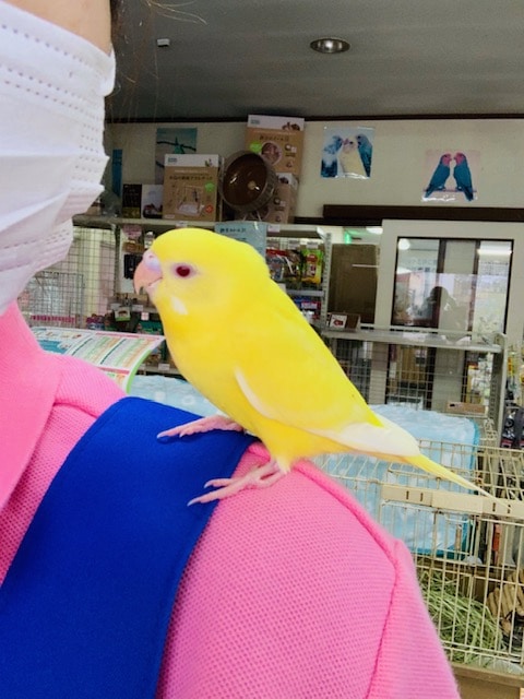 セキセイインコ