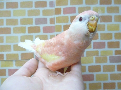 アキクサインコ（秋草インコ）