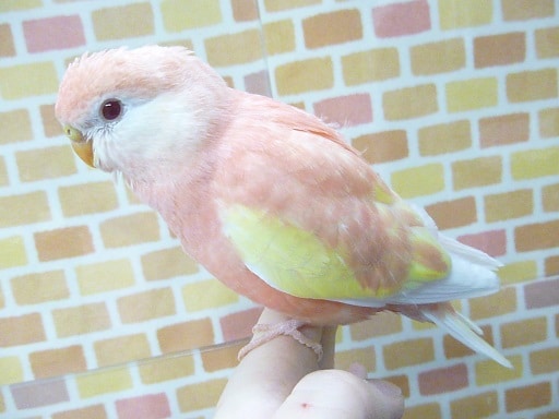 アキクサインコ（秋草インコ）