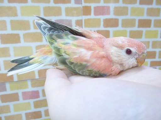 アキクサインコ（秋草インコ）