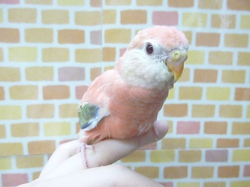 アキクサインコ（秋草インコ）