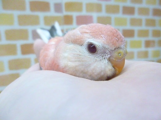 アキクサインコ（秋草インコ）