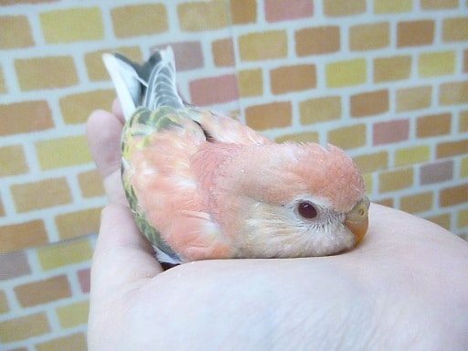 アキクサインコ（秋草インコ）