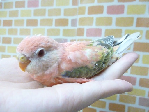 アキクサインコ（秋草インコ）