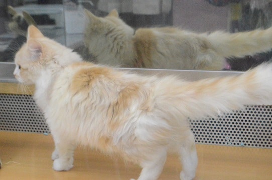 人懐っこさは誰にも負けない!ミヌエットの男の子 最新動画更新! ミヌエット