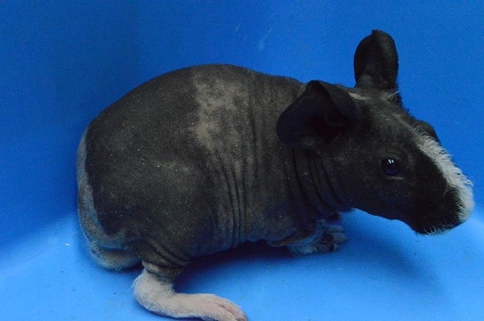 スキニーギニアピッグ