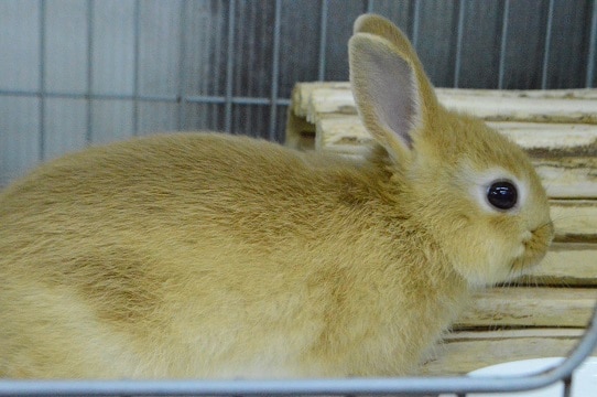 ネザーランドドワーフ