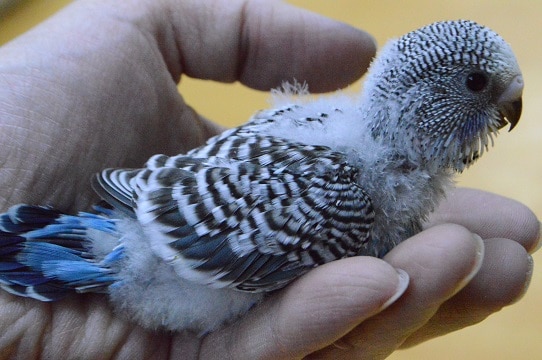 ジャンボセキセイインコ