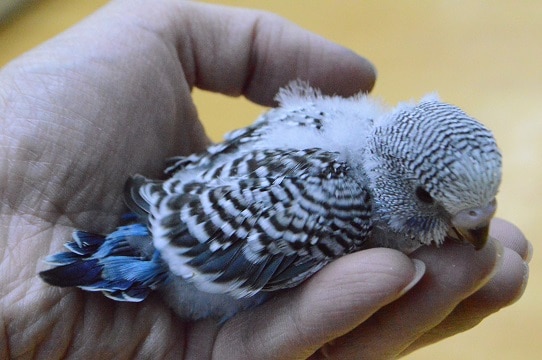 ジャンボセキセイインコ