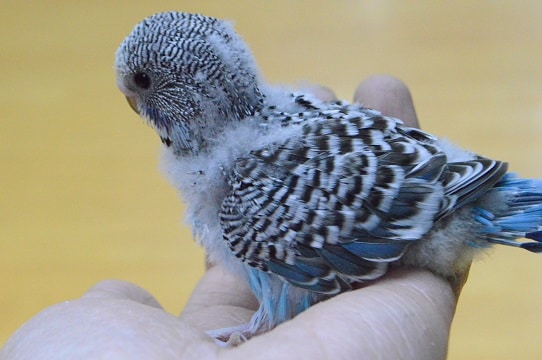 ジャンボセキセイインコ