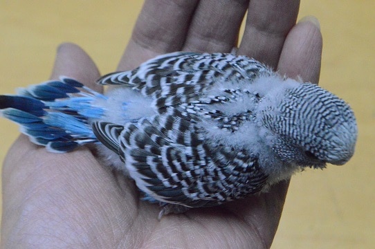 大人気のジャンボセキセイ入舎しました。 ジャンボセキセイインコ