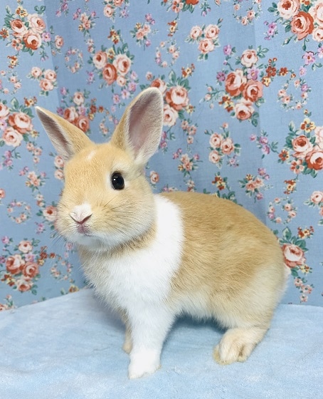 ミニウサギ