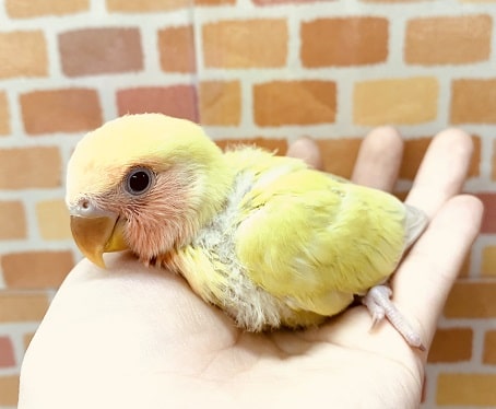 コザクラインコ（小桜インコ）